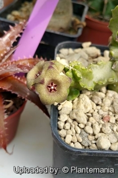 Caralluma hexagona