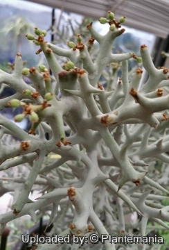Euphorbia stenoclada