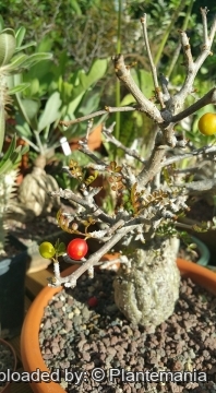 Operculicarya pachypus