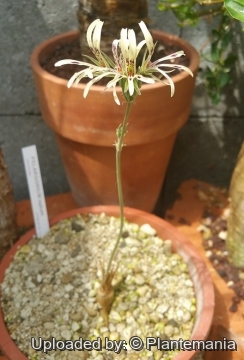 Pelargonium leptum