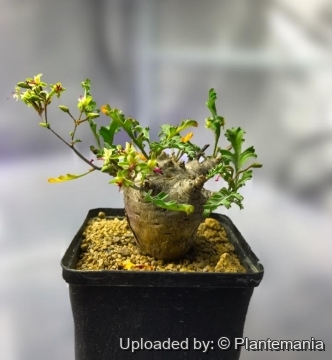 Pelargonium carnosum