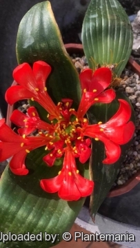 Daubenya aurea var. coccinea