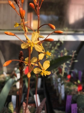 Bulbine bruynsii