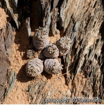 Larryleachia cactiformis