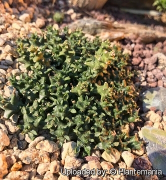 Euphorbia planiceps