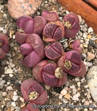 Lithops optica cv. rubra