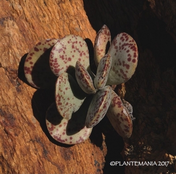 Adromischus maculatus