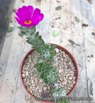 Portulaca werdermannii