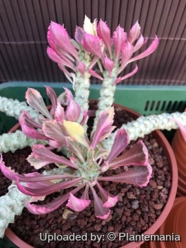 Euphorbia neostapelioides f. variegata