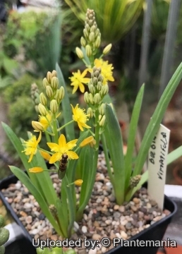 Bulbine vittatifolia