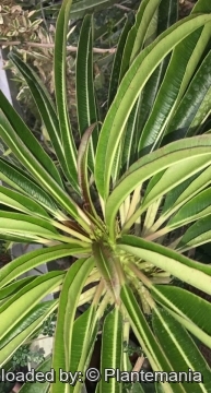 Pachypodium menabeum