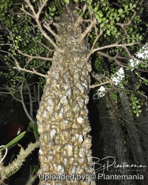 Operculicarya decaryi