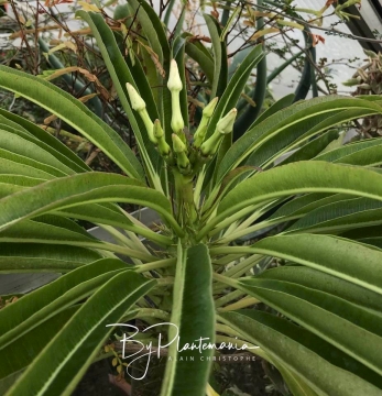 Pachypodium menabeum