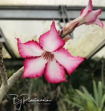Adenium multiflorum
