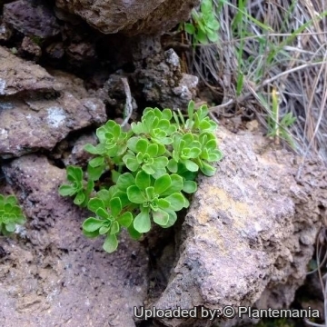 Aeonium spathulatum