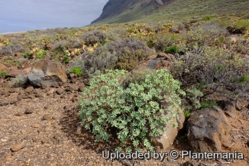 Euphorbia balsamifera