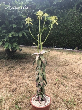 Aloe pearsonii
