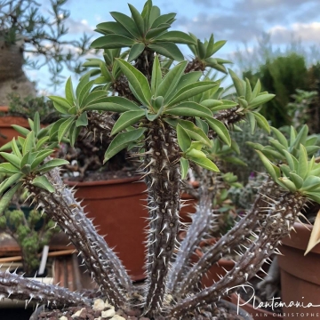 Euphorbia fianarantsoae