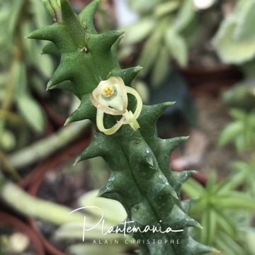 Quaqua incarnata subs. tentaculata