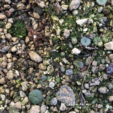 Crassula umbellata
