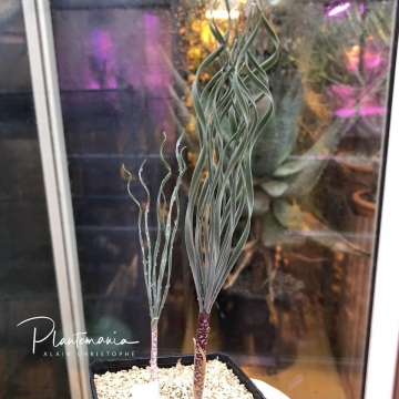 Gethyllis britteniana