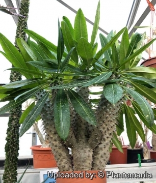 Pachypodium lamerei var. fiherense