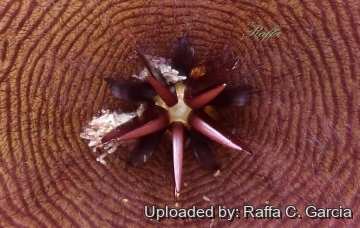 Stapelia grandiflora