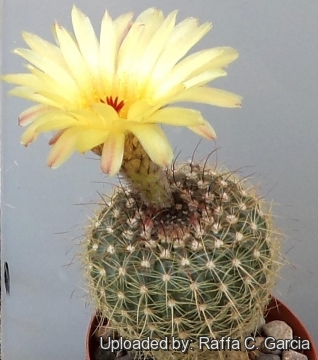 Parodia concinna subs. agnetae