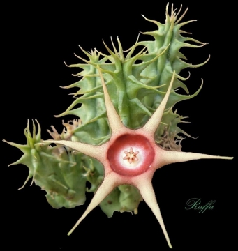 Huernia verekeri