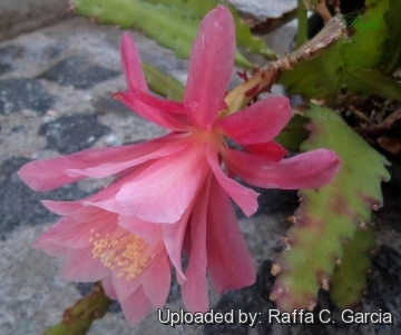 Disocactus phyllanthoides