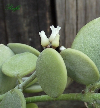 Dischidia nummularia