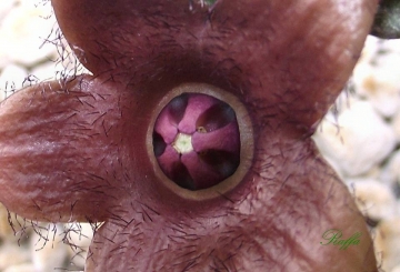 Duvaliandra dioscoridis