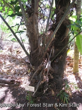 Arenga undulatifolia