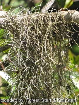 Tillandsia usneoides