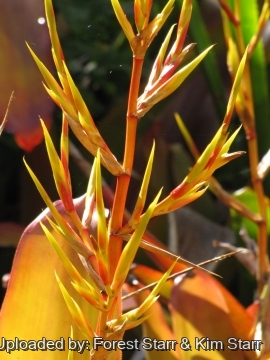 Aechmea blanchetiana