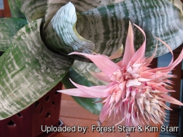 Aechmea fasciata