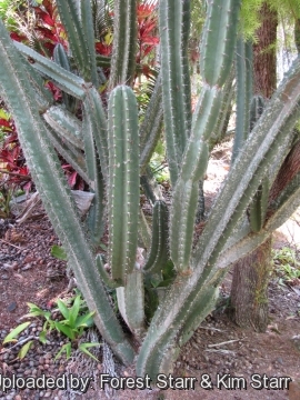 Cereus hexagonus