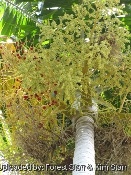 Carpentaria acuminata