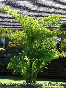 Caryota mitis