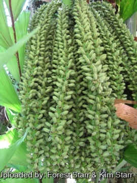 Caryota mitis