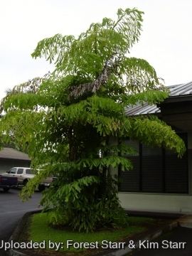 Caryota mitis