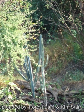 Cereus hildmannianus subs. uruguayanus