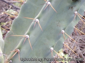 Cereus hildmannianus subs. uruguayanus