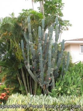 Cereus hildmannianus