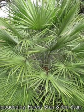 Chamaerops humilis