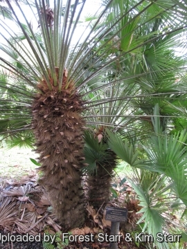 Chamaerops humilis