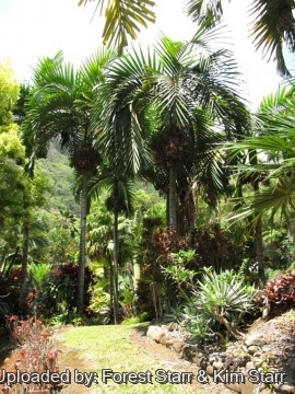 Chambeyronia macrocarpa