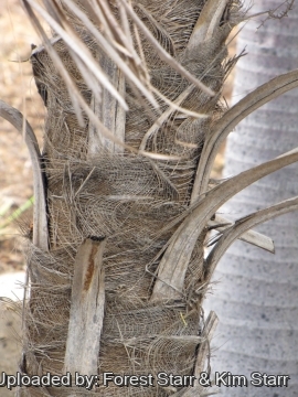 Coccothrinax barbadensis