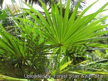 Coccothrinax crinita