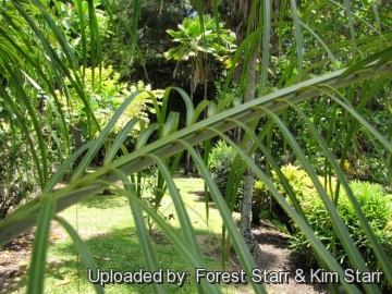 Dypsis ambositrae